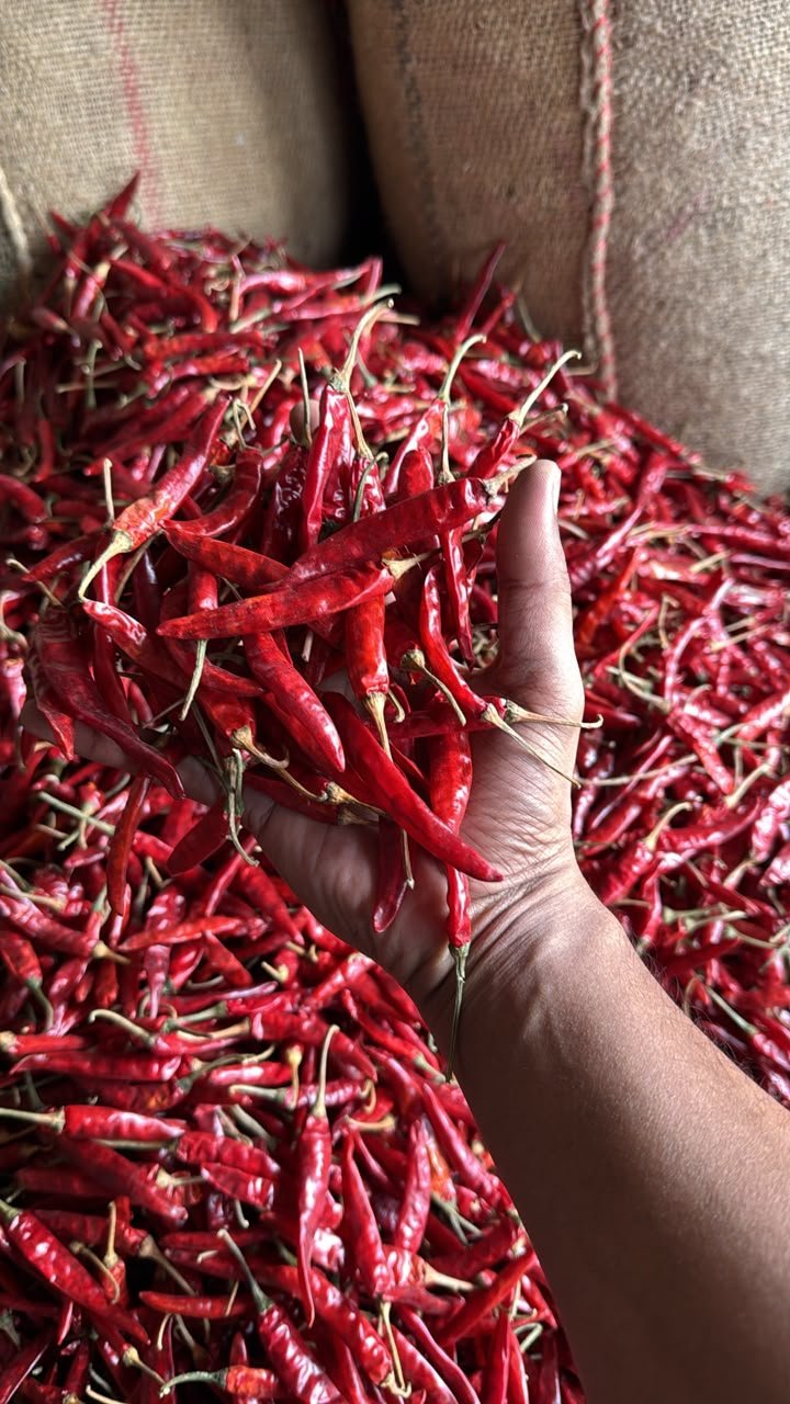 Guntur Sannam Chilli